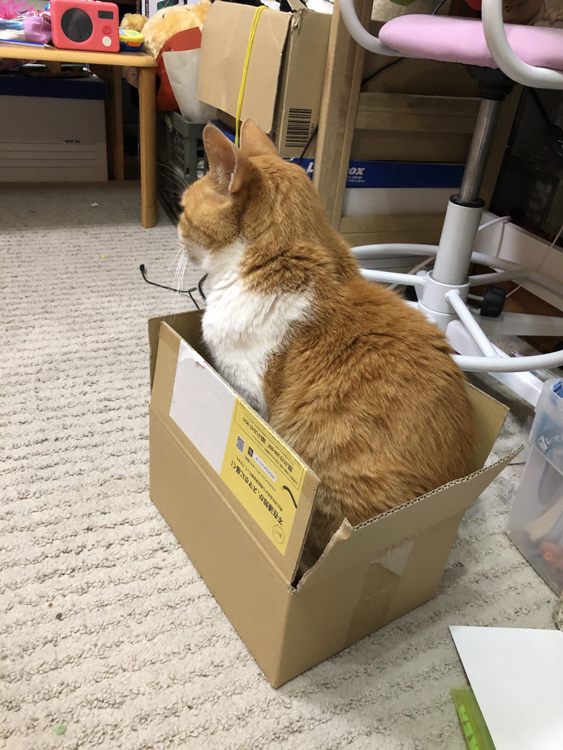 ねこのネギ