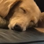 私の愛犬