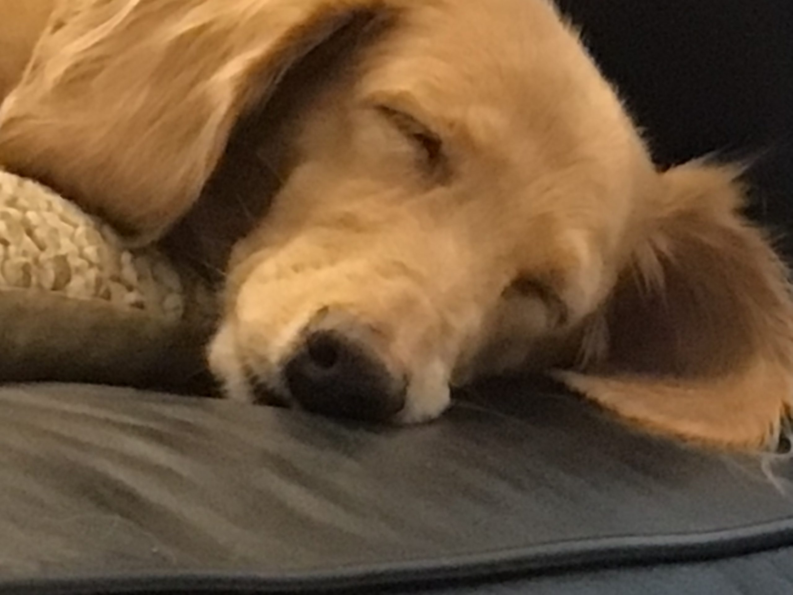 私の愛犬