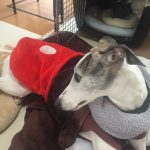 愛犬ブイたん