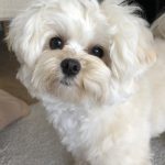 チワプーのラテです！