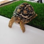 リクガメのポレちゃん