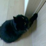 名前ベリー　種類ペルシャ