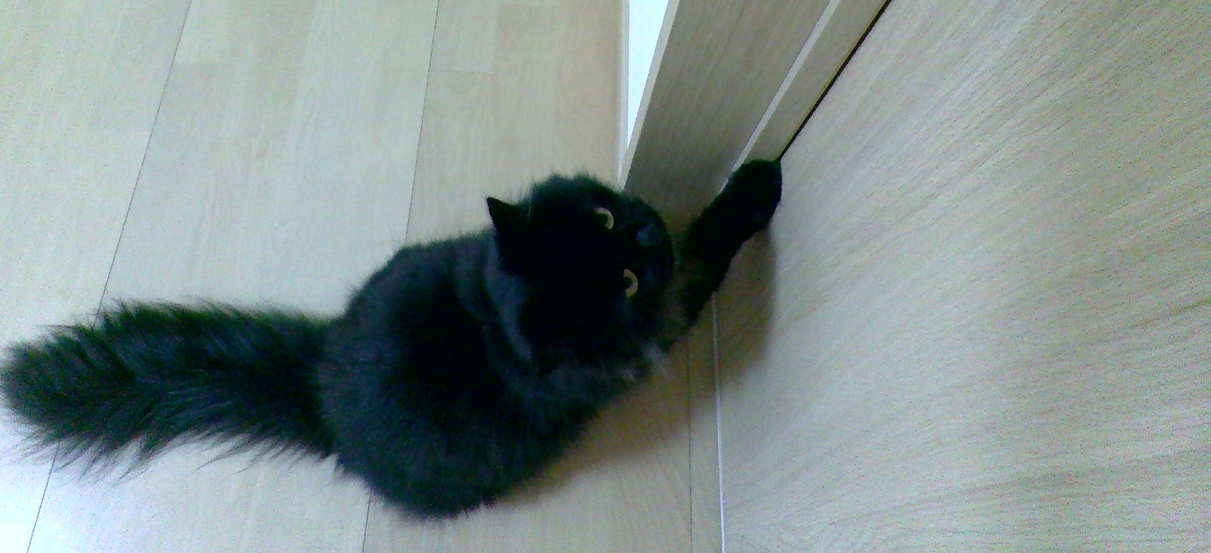 名前ベリー　種類ペルシャ