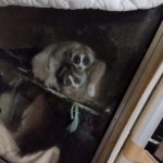 スローロリス