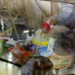 金魚