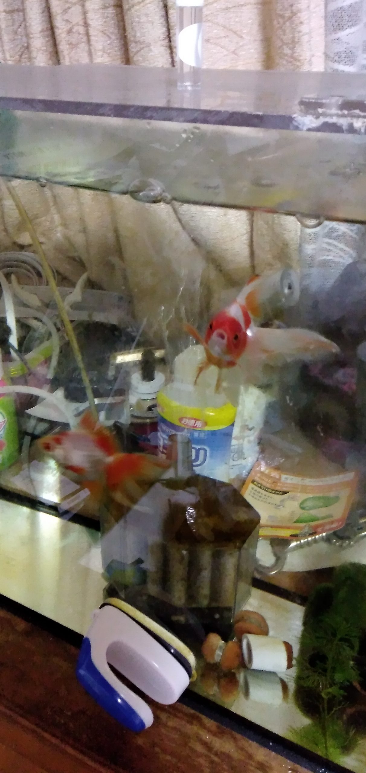 金魚