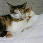 こはく　メス（三毛猫）ボルケ　オス（茶白