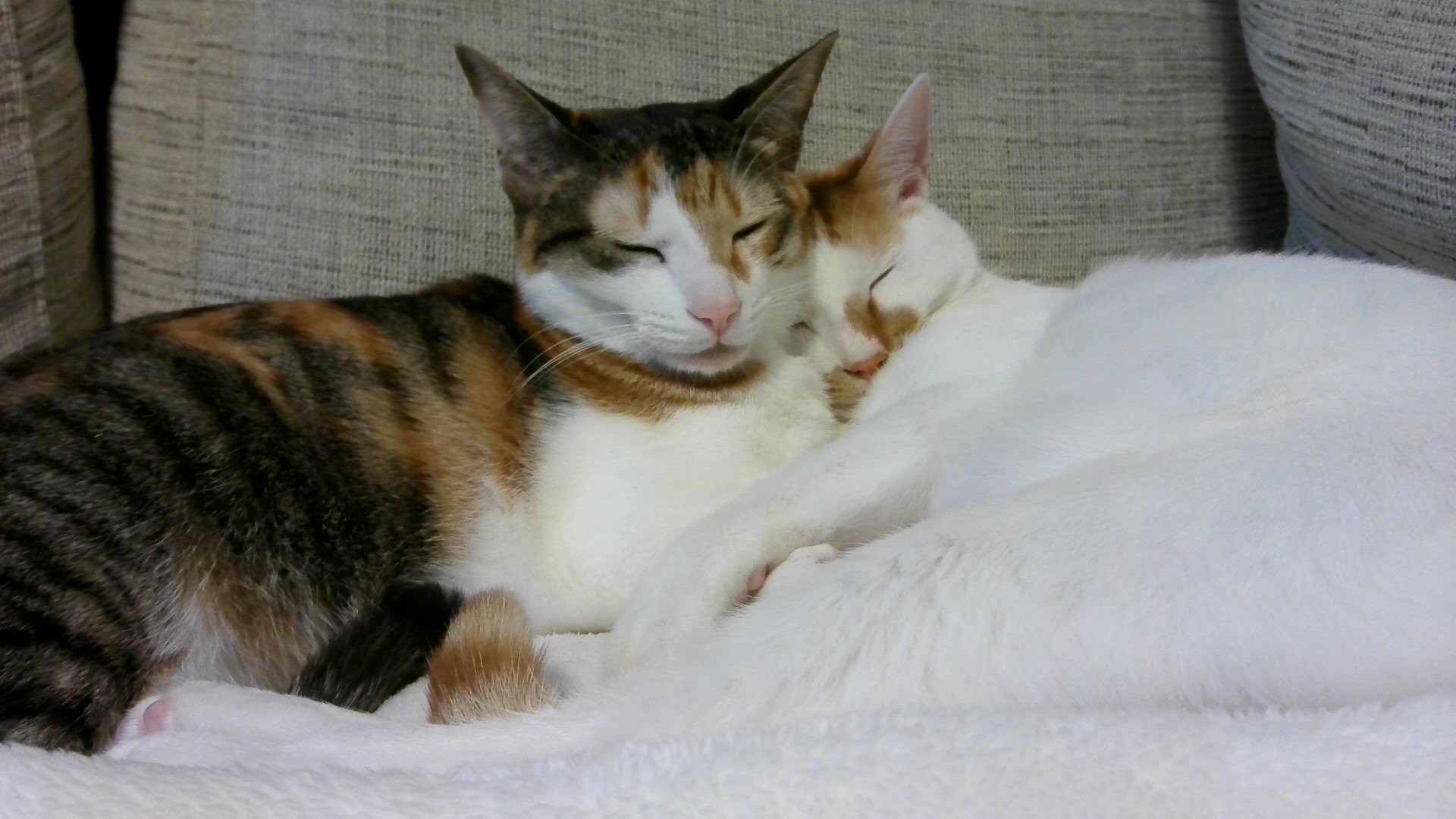 こはく メス(三毛猫)ボルケ オス(茶白