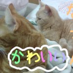 マンチカン、スコティッシュフォールド