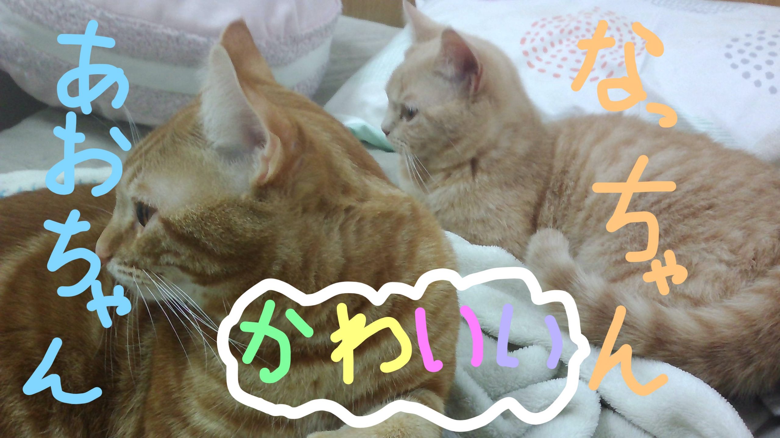 マンチカン、スコティッシュフォールド