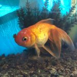 金魚