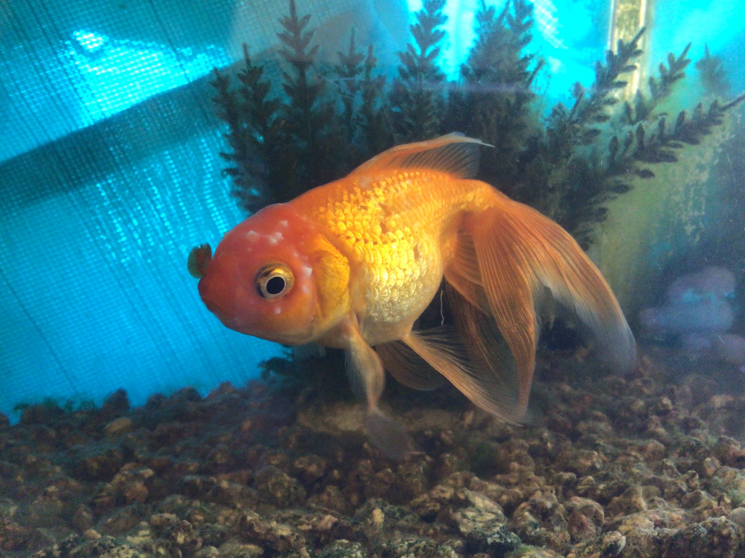 金魚