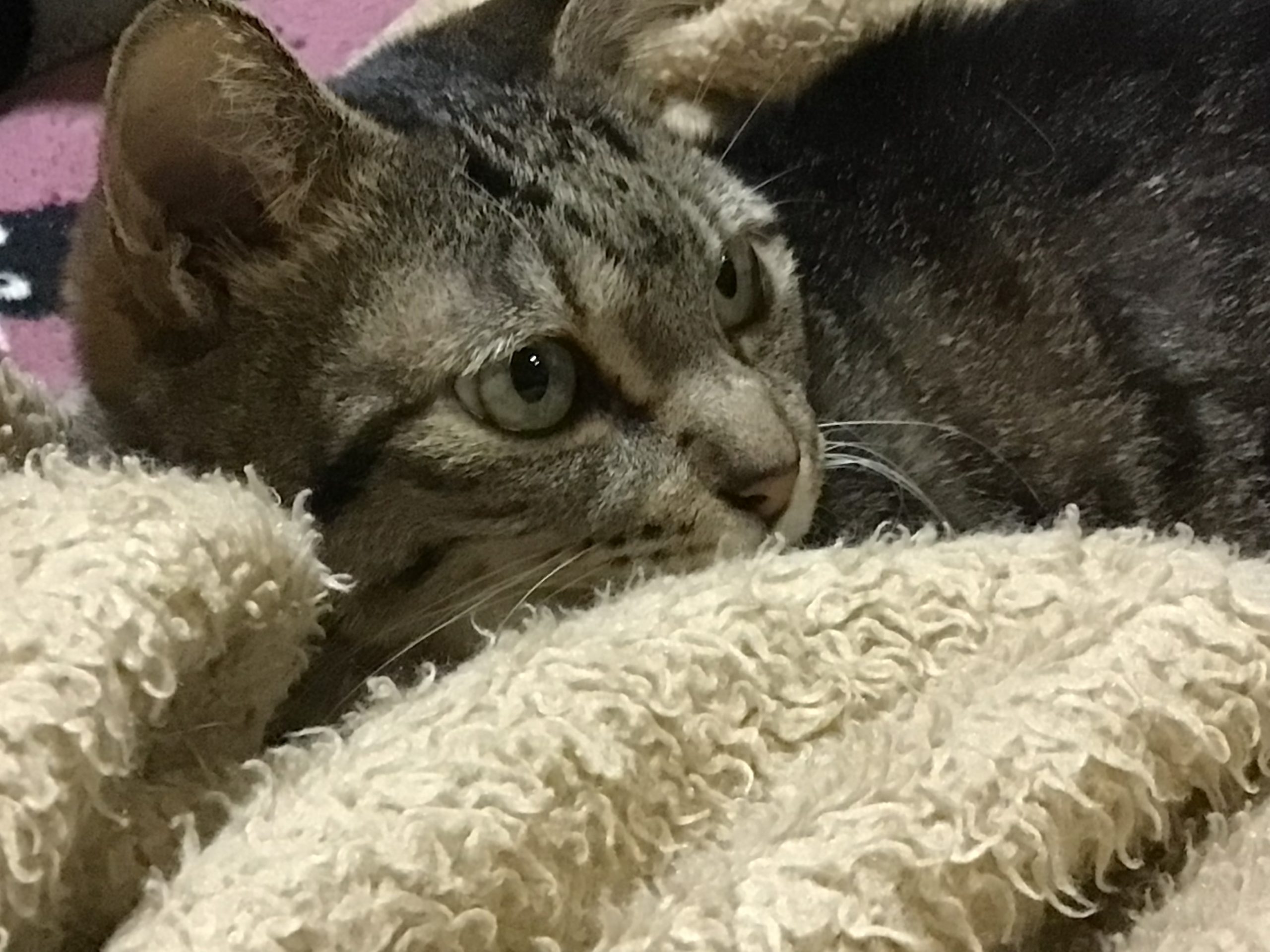 アキちゃん