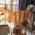 柴犬の〈ここ〉！！