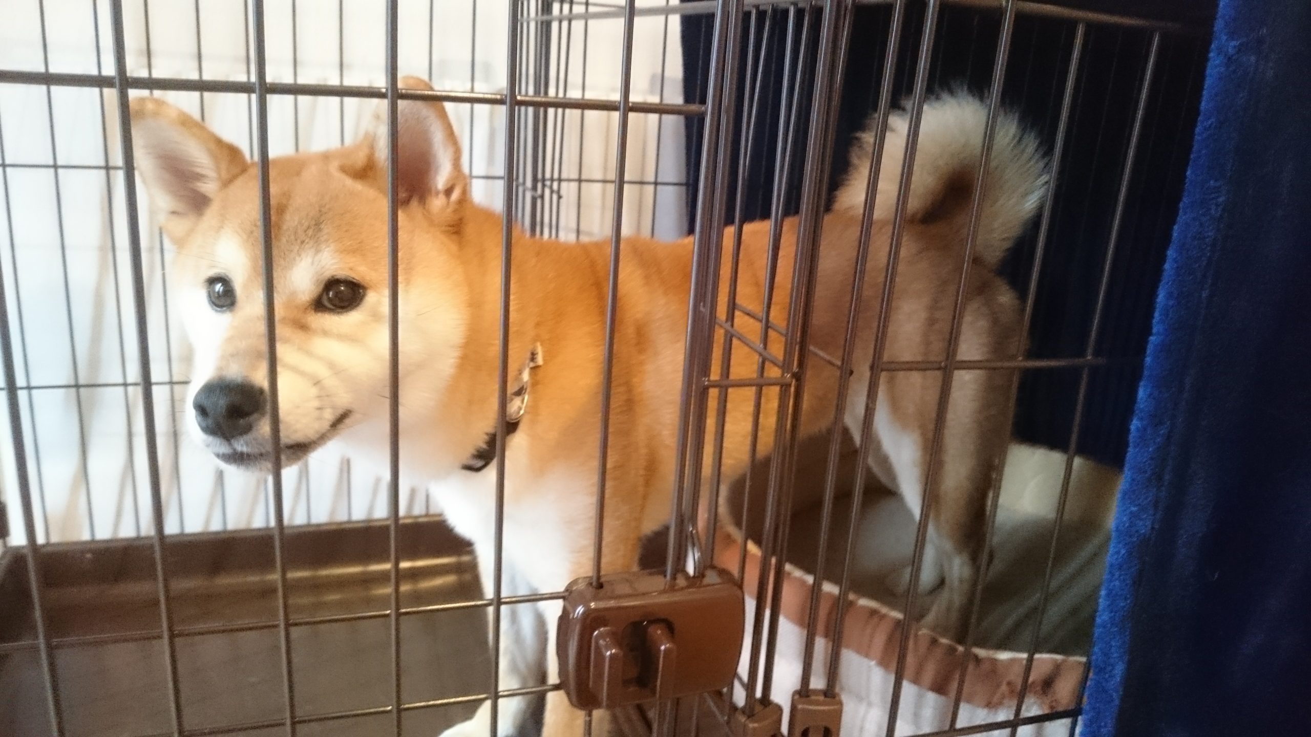 柴犬の〈ここ〉！！
