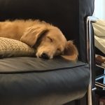かわいい愛犬美流久ちゃん