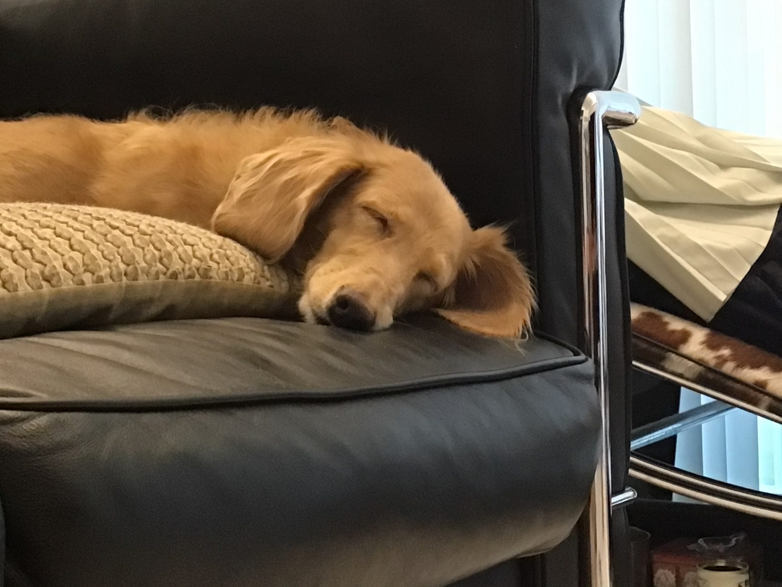 かわいい愛犬美流久ちゃん