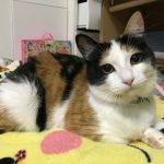 三毛猫のぶぅーちゃ！