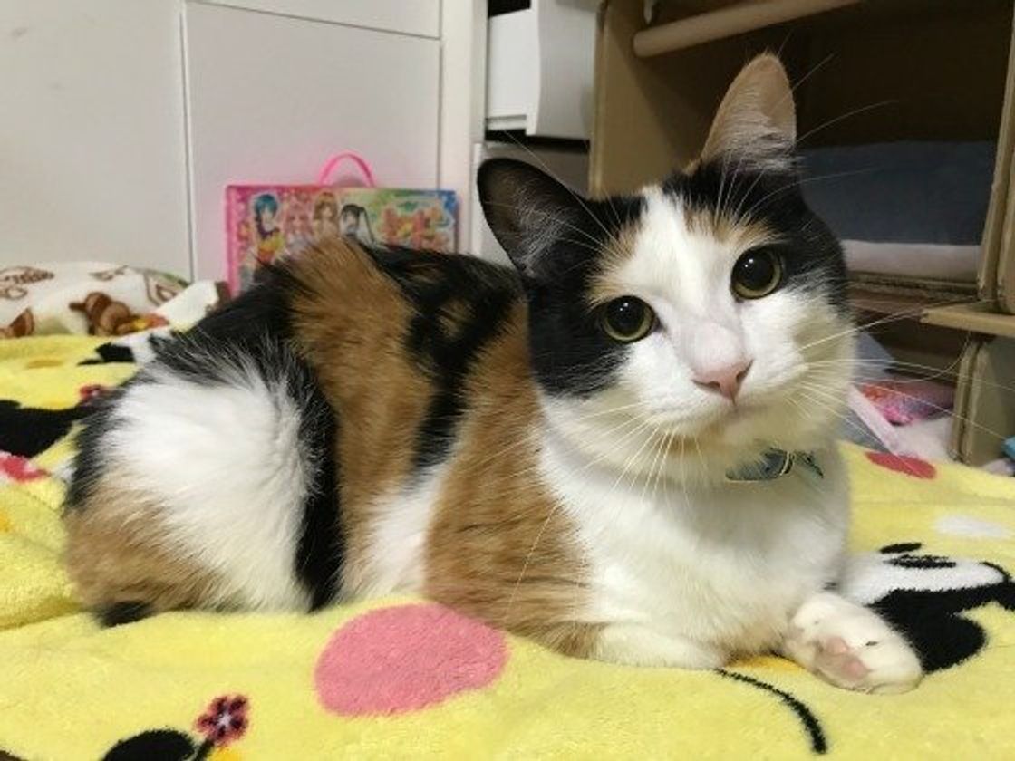 三毛猫のぶぅーちゃ!