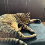 オシキャットのひま