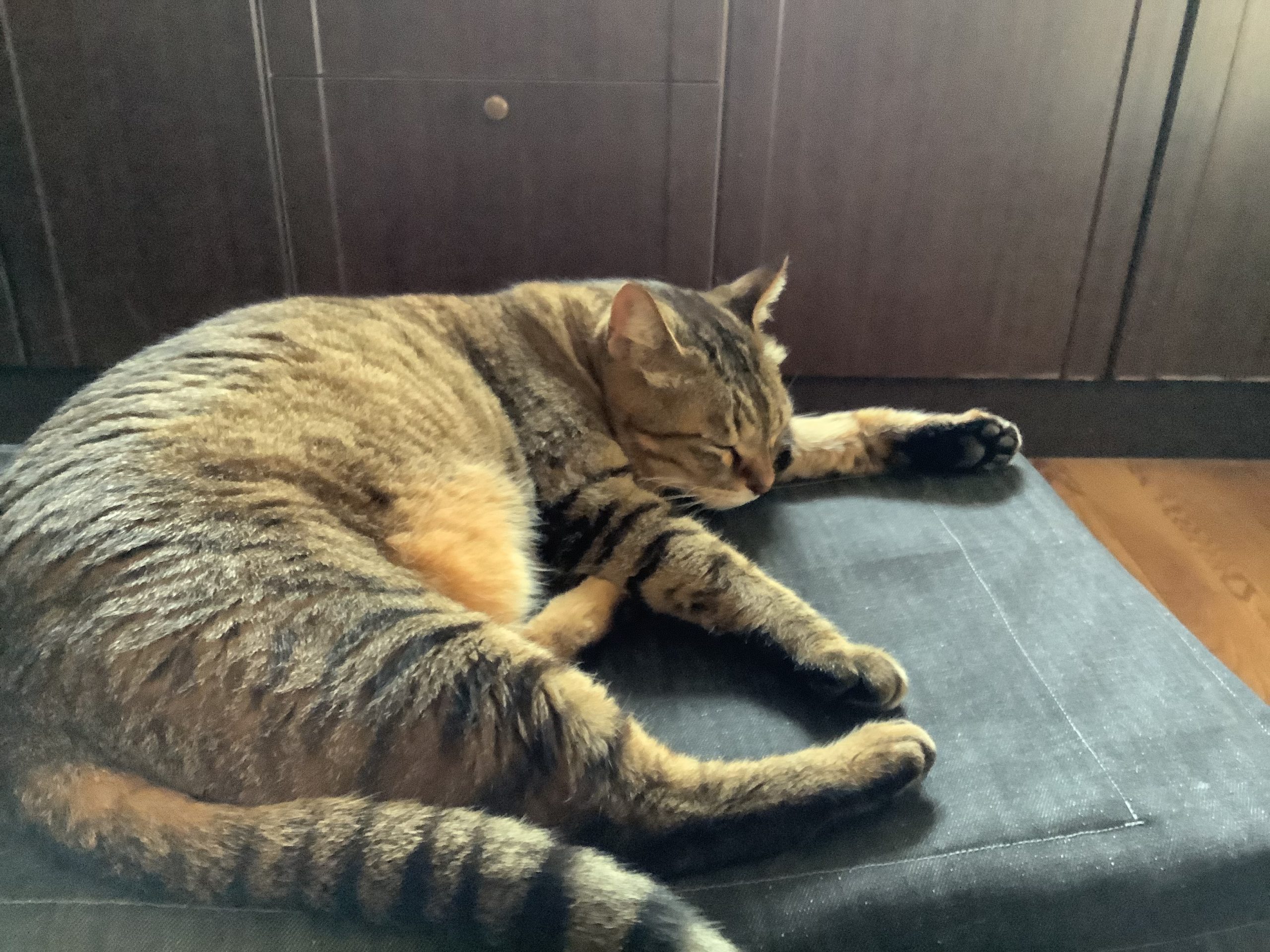 オシキャットのひま