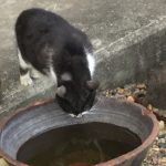 まるです！ ぶちねこのおばあちゃんだよ！