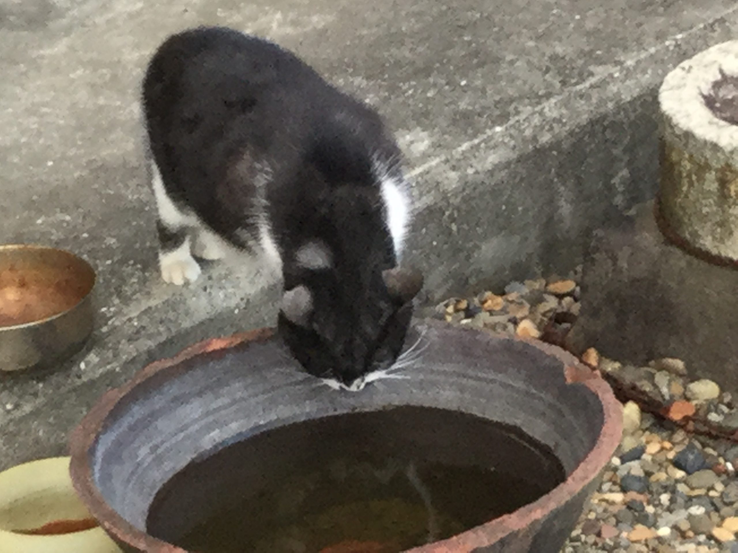 まるです! ぶちねこのおばあちゃんだよ!