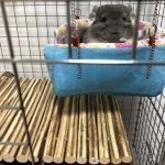 チンチラ