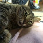 琥太郎(雄)キジトラ