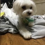 マルチーズのシンバです！