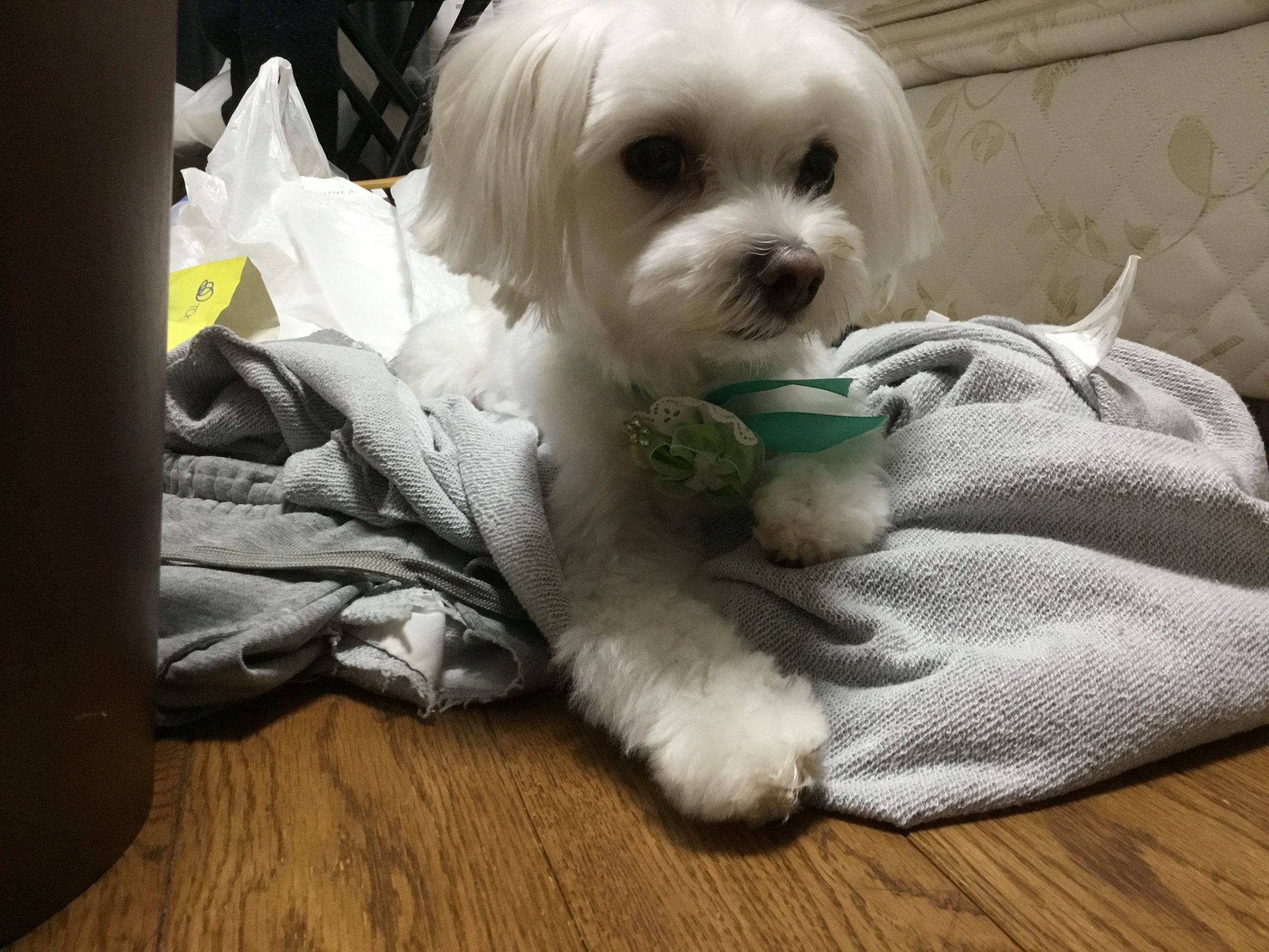 マルチーズのシンバです！