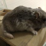 ジャンガリアンハムスターのサフィ