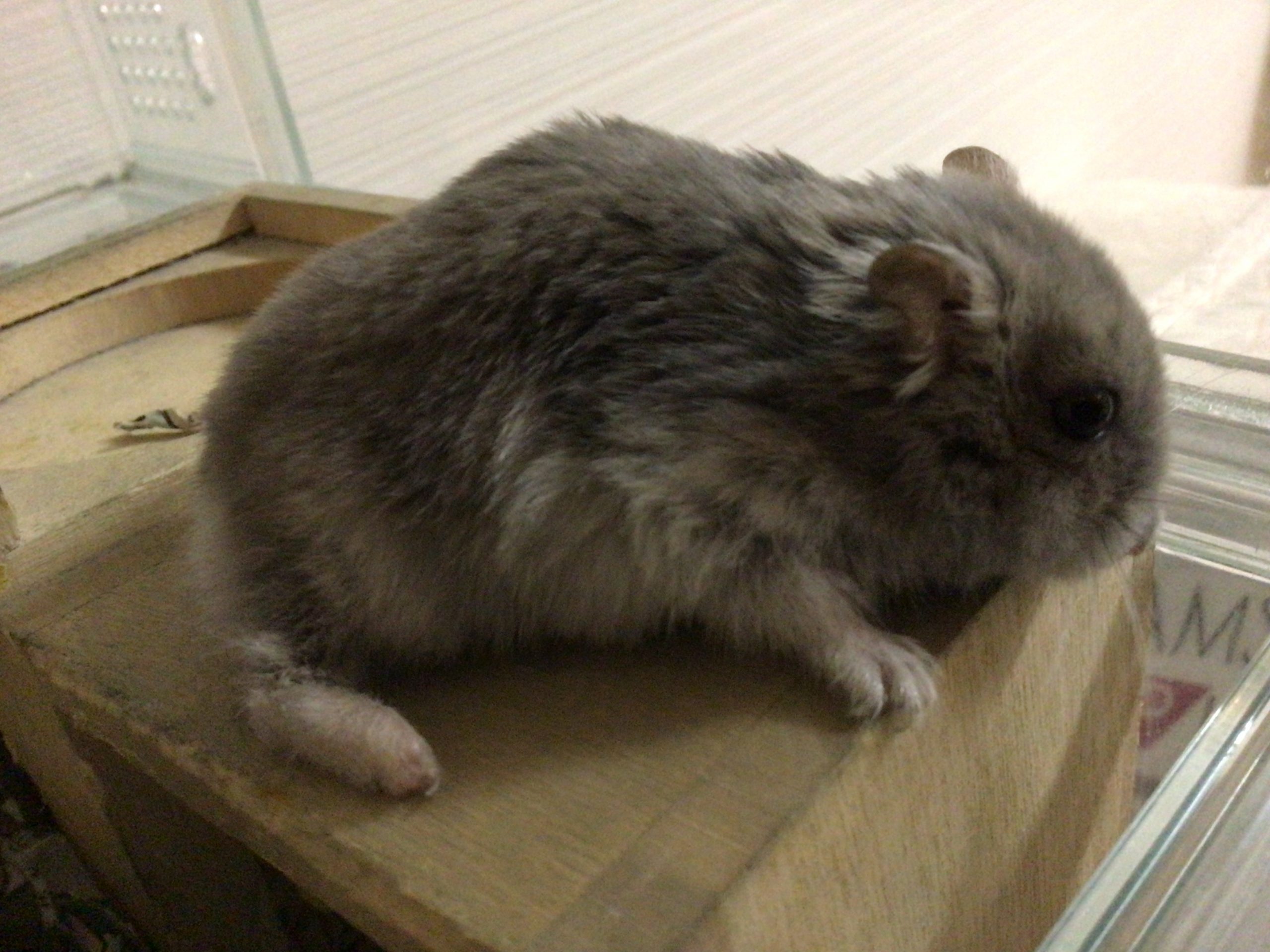 ジャンガリアンハムスターのサフィ