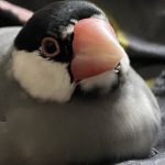 鳥のピーちゃん