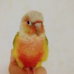 ウロコインコ　「ぴよ」ちゃん