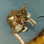 水島メガネわんこのテラでーす！