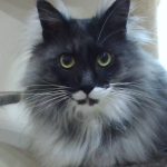 愛猫のシルキー！