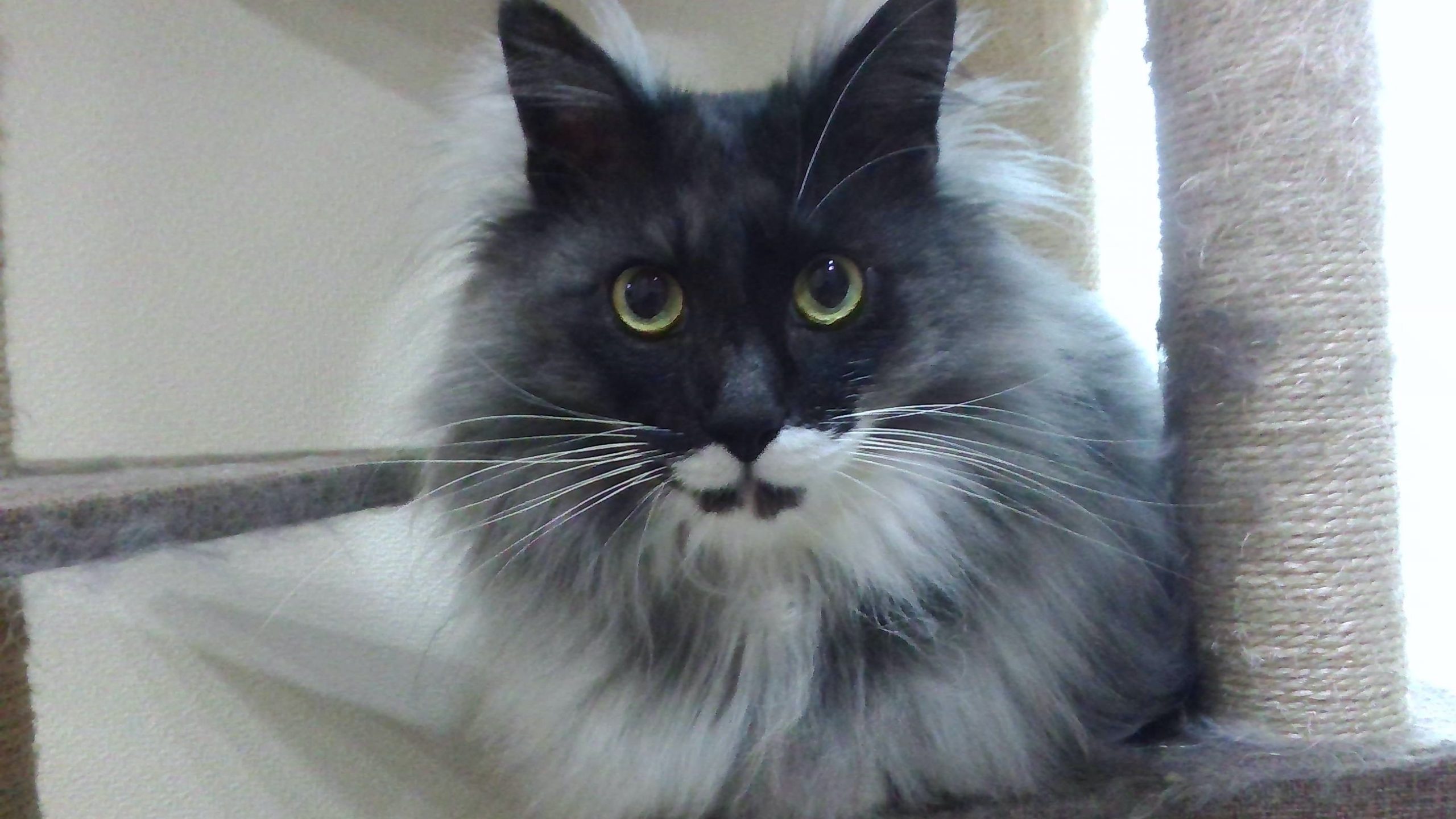愛猫のシルキー！