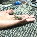 カナヘビのえのきさん。