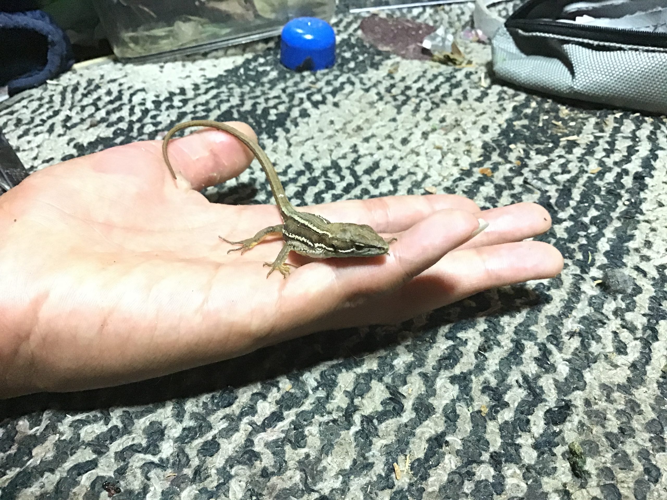 カナヘビのえのきさん。