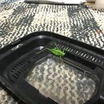 ヤブキリ