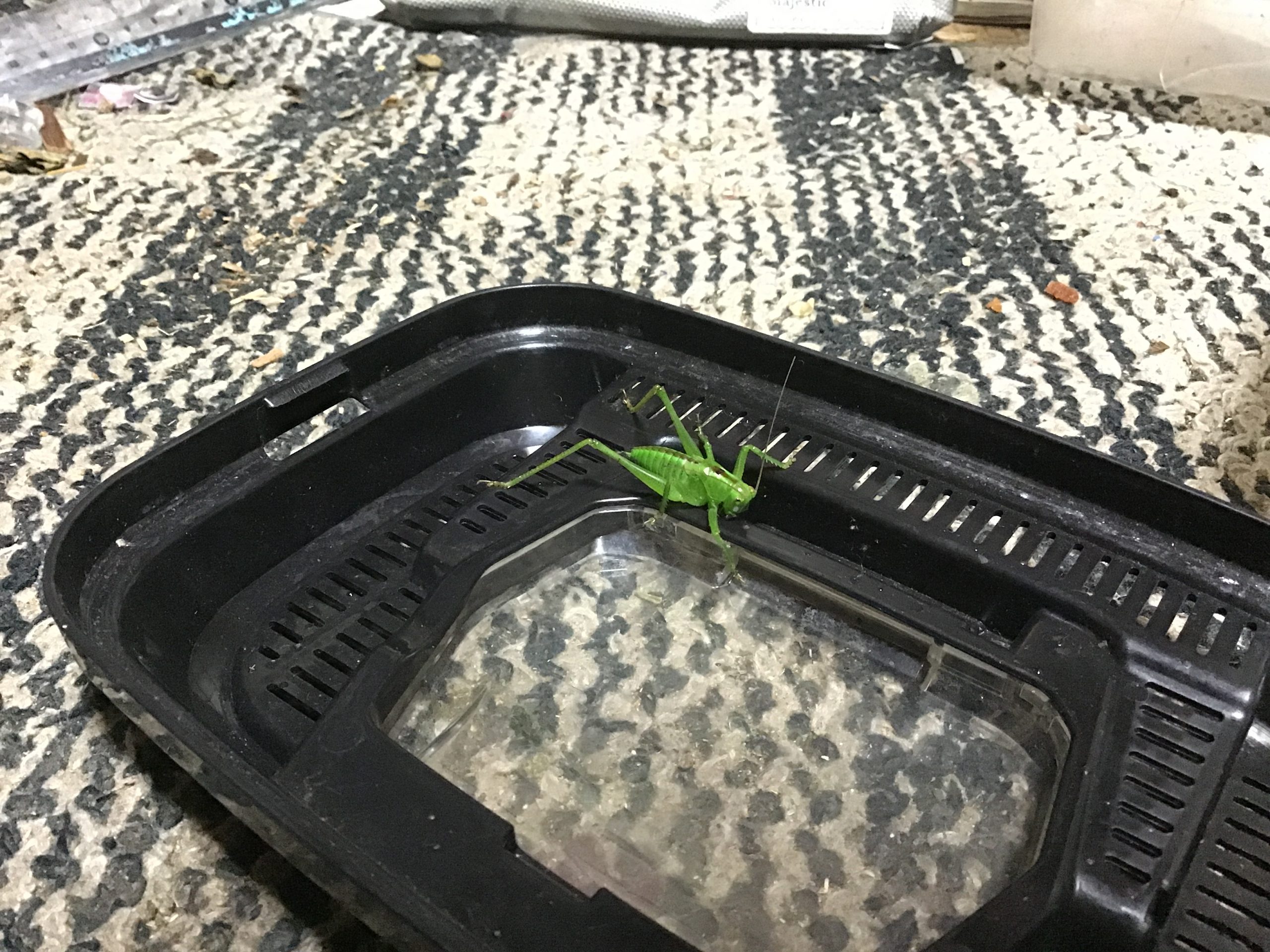 ヤブキリ