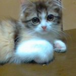 三毛猫のミヌエット(生後3か月)「すず」