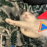 ラグドールのだいふく