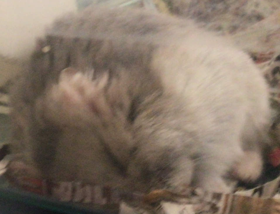 サフィ