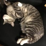 私の愛猫ロンちゃん（オス）