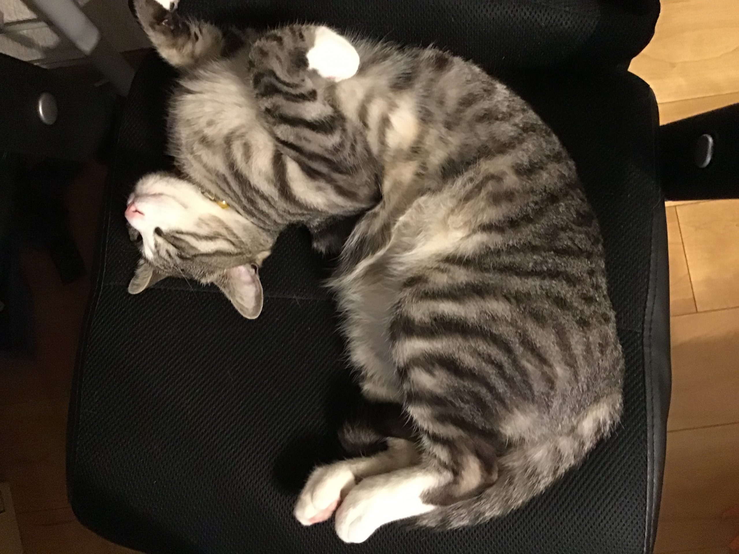 私の愛猫ロンちゃん(オス)
