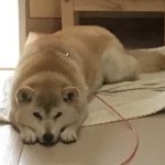 柴犬あんず