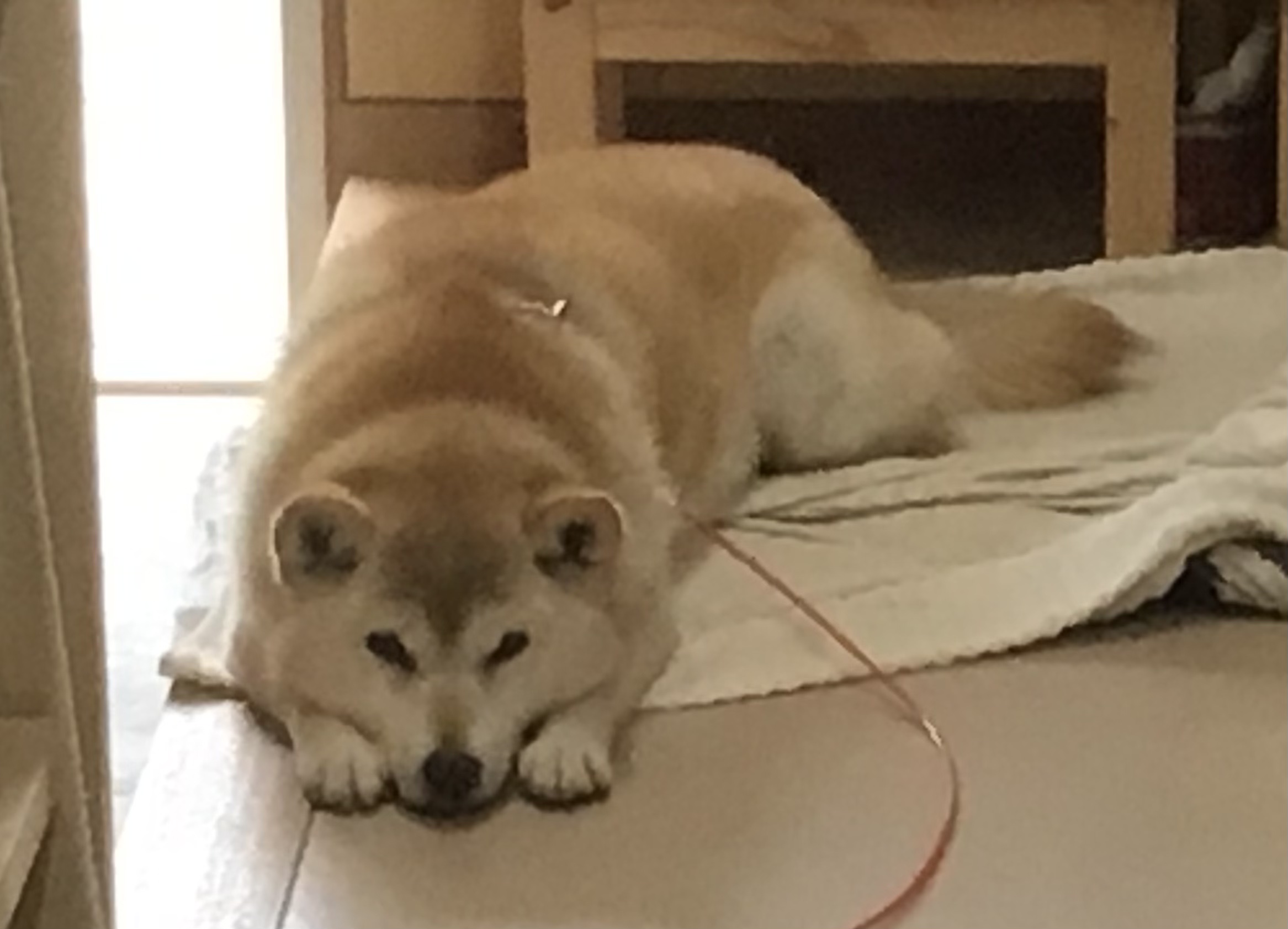 柴犬あんず
